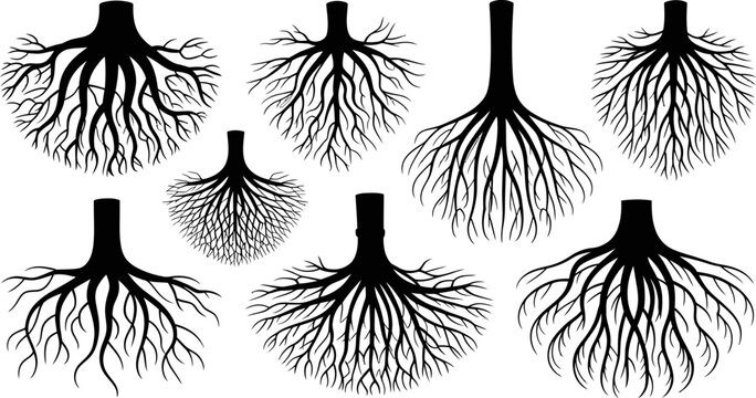 Root System Illustrations: A collection of various root system illustrations showcase the intricate and essential structures that anchor and nourish plant life.