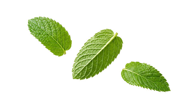 Green flying mint leaves isolated on transparent PNG background, fresh natural herbal element for design, healthy organic concept