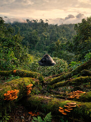 Fototapeta premium Bwindi Forest Landscapes and Mountain Gorillas