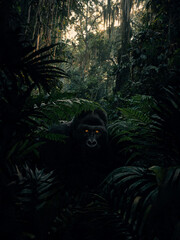 Fototapeta premium Bwindi Forest Landscapes and Mountain Gorillas