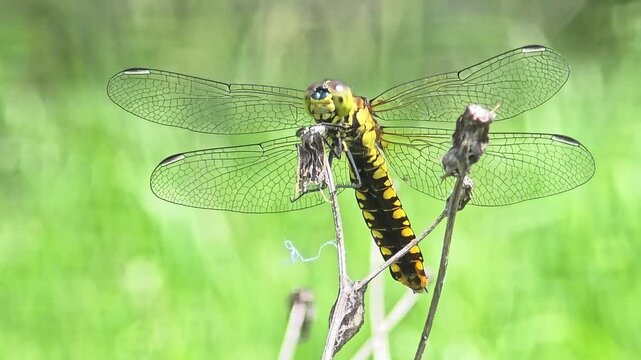 
Yellow dragonfly (Orthetrum albistylum) perching on a dry twig and sunbathing
마른 풀가지 위에 앉아 햇볕을 쬐며 휴식하는 밀잠자리 #001


