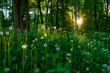 Summer time landscape, white fluffy dandelions on the foreground in the park and green trees with beams of sunset light breaking through the tree branches, summer solstice background © syntheticmessiah