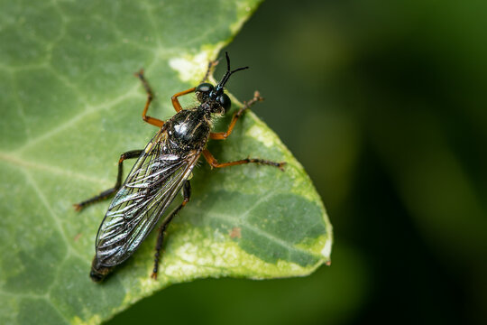 Slender robber fly Dioctria with orange legs resting on green leaf