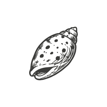 Spotted Seashell Vector