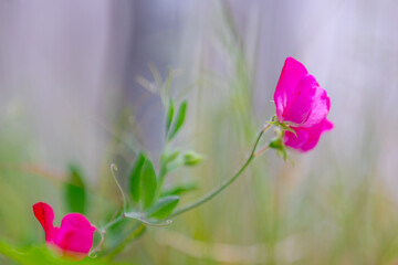 Obraz premium Selective focus of purple pink flowers in the garden, Sweet pea (Welriekende lathyrus) Lathyrus odoratus is a flowering plant in the family Fabaceae, Natural floral pattern texture background.