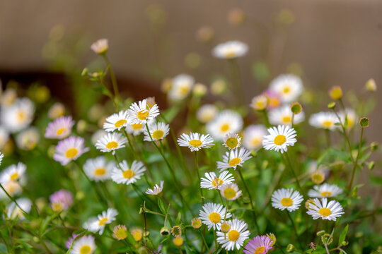 Selective focus of small and tiny flowers Erigeron karvinskianus in garden, The Mexican fleabane, is a species of daisy-like flowering plant in the family Asteraceae, Nature floral pattern background.