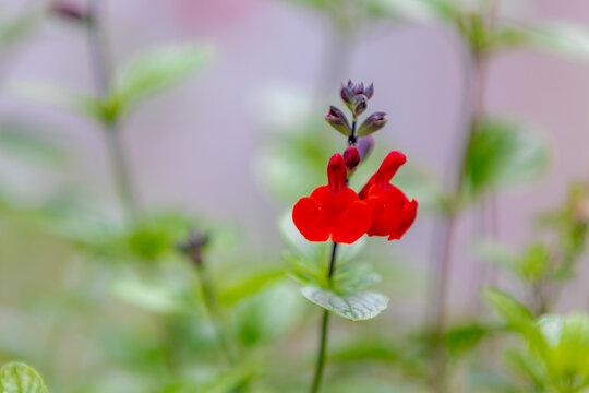 Sof selective focus of red flower Baby sage with green leaves in the garden, Salvia microphylla (hot lips) The graham's sage or blackcurrant is an evergreen shrub, Natural floral background.