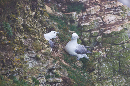 Northern fulmar feeding another fulmar at a cliffside nest in a coastal seabird colony