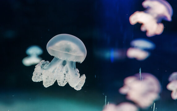 underwater photography jellyfish lychnorhiza lucerna, Marble jellyfish