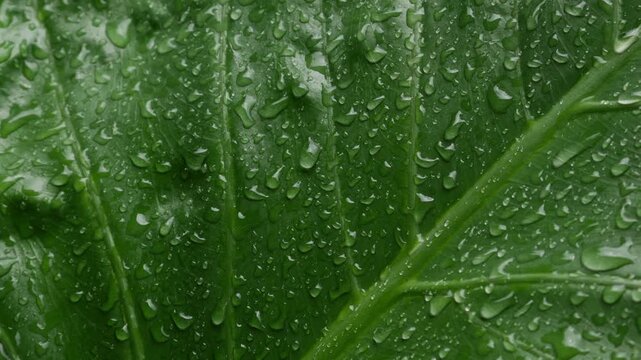 Extreme closeup large tropical taro elephant ear leaf filled with rain water droplets showing detailed vein texture green nature