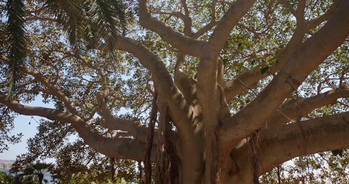 Low angle view of Ficus Macrophylla, beautiful tree on a sunny day, Sicily, 4k