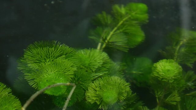 Green aquatic hornwort Ceratophyllum water plant growing underwater in pond closeup macro nature aquarium freshwater plant