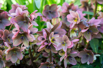 In the gentle hush of early spring, these pastel hellebores unfold like watercolor petals. Cluster of soft pink and mauve hellebore flowers blooming in a spring garden.  © Kaja