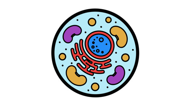 Diagram of an animal cell with organelles.