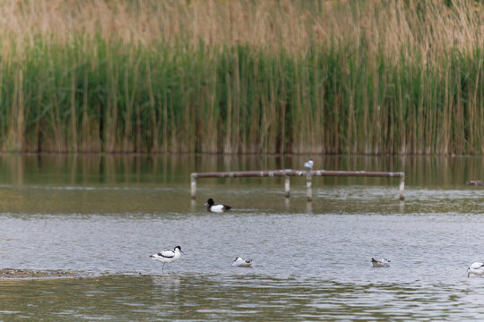Wetland habitat landscape with reeds and water featuring an avocet in the foreground