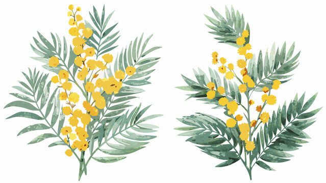 watercolor botanical illustrations of mimosa branches with yellow flowers and green foliage on a white background