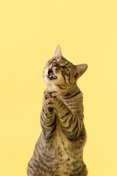 The cat raises its paws near its chest while vocalizing. Its face shows intensity.