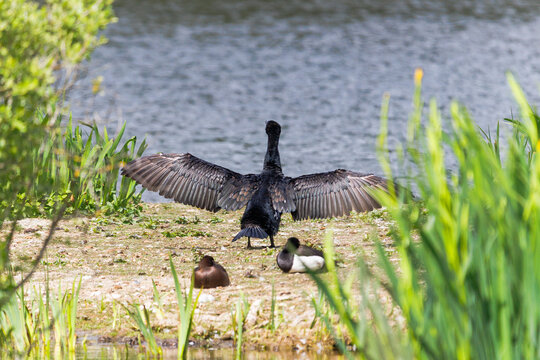Cormorant spreading its wings while perched near water in a natural outdoor environment