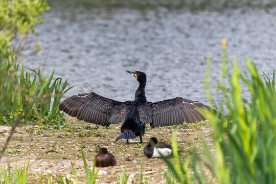 Cormorant spreading its wings while perched near water in a natural outdoor environment