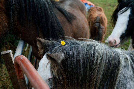 Family walks in nature, Co. Kildare with horses and 7 children