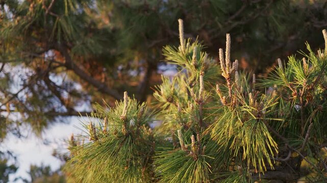 A pine tree illuminated by the setting sun
