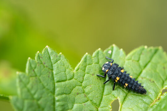Seven spot ladybird larva Coccinella septempunctata crawls on green leaf