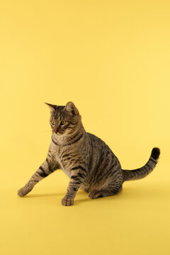 The cat sits with body turned and head looking aside. Its tail rests gently behind.