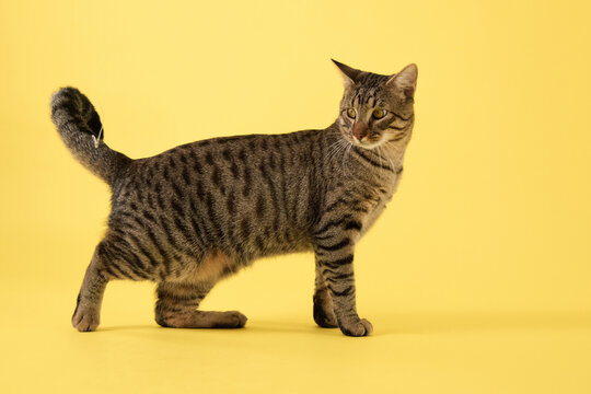 The Tabby cat body is angled and tail arches gracefully. Head is upright.