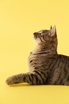 The cat lays calmly on its side. Its body appears elongated.