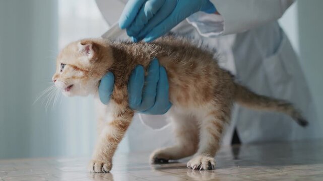 Veterinarian applying flea and tick treatment on small scottish fold kitten in clinic office during medical examination.