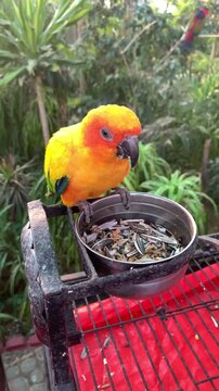 Sun Conure parrot feeding grains closeup, Sun conures feeding in aviary. Beautiful, colorful birds. A vibrant Sun Conure parrot enjoys fresh corn inside a lush tropical aviary, parakeets are eating