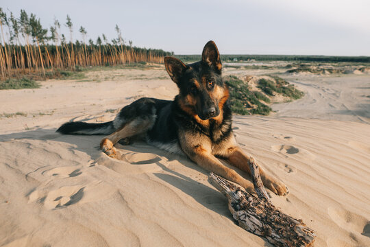 German Shepherd Resting on Sand Dunes at Sunset