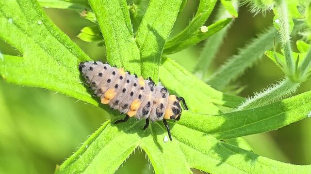 
Seven-spot ladybug larva (Coccinella septempunctata) crawling on a green leaf #001


