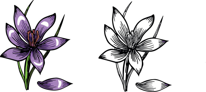 "Vector Illustration of Saffron Flower in Color and Sketch Styles for Botanical and Culinary Themes"