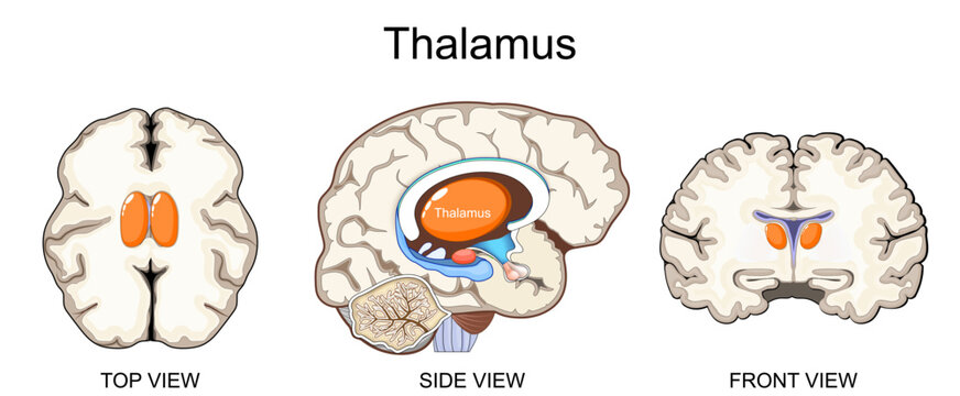 Thalamus. Human brain anatomy. Cross section of brain. Side view, top view, and front view of Thalamus.