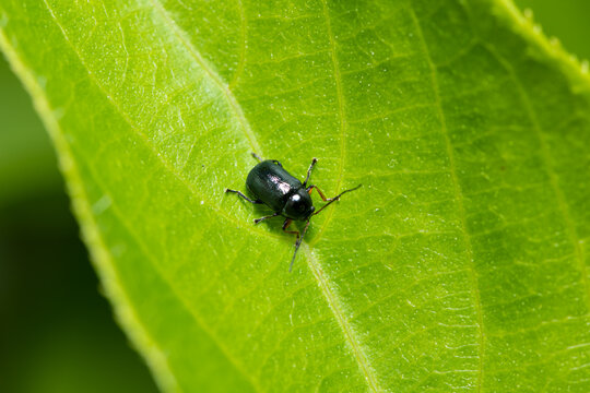 Tiny black flea beetle Altica rests on a fresh green plant leaf surface