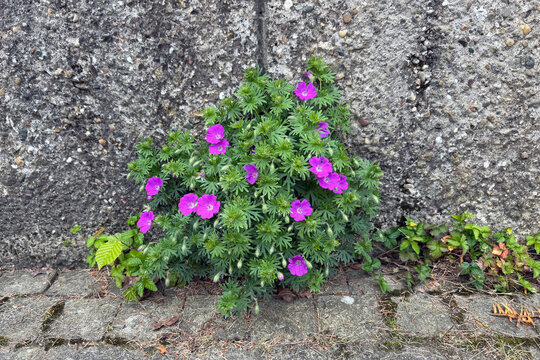 Blutroter Storchschnabel