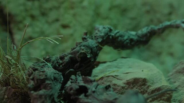 A tiny elephant shrew, or sengi, with a long snout stands on a rock in a dim, green lit habitat. It explores its surroundings before quickly running out of frame. Close up wildlife shot