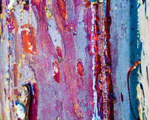 Bark, tree, natural design, abstract © Sebastian