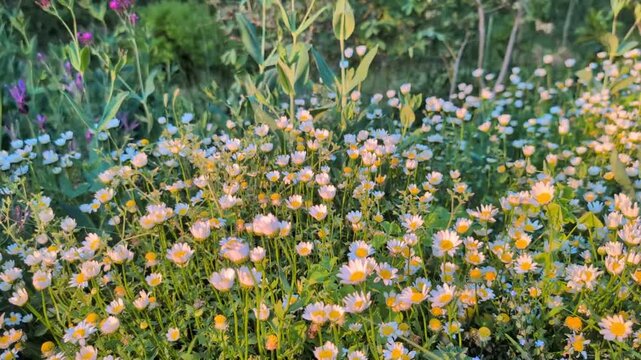 Petites fleurs blanches dansant au vent | Moment nostalgique dans un jardin ensoleill&eacute;