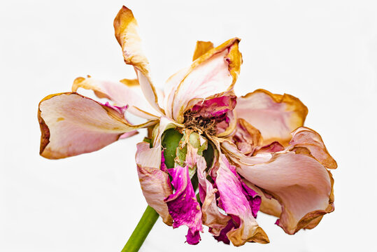 Flower, rose, agony, withered, natural design