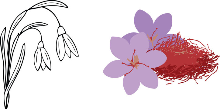 A vector set featuring a black line art sketch of saffron flowers alongside a vibrant purple crocus with red saffron threads isolated on a grey background.
