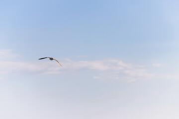 Obraz premium Lone seagull flying through a vast cloudy blue sky over the coastal landscape.