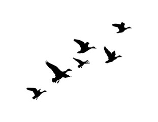 ducks flock silhouettes pattern isolated on white background. Flying birds duck Vector illustration. © Ali