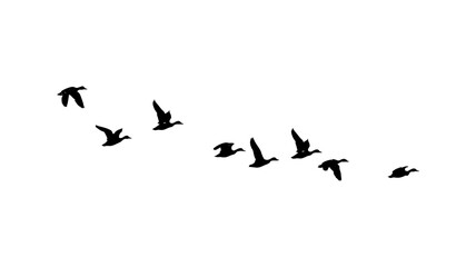 ducks flock isolated on white background. flock of ducks. flock of birds. © Ali