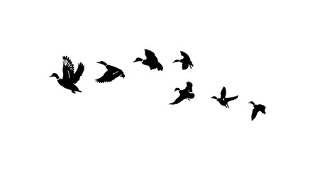 flock of flying ducks isolated on white background. flock of birds. flock of ducks. © Ali