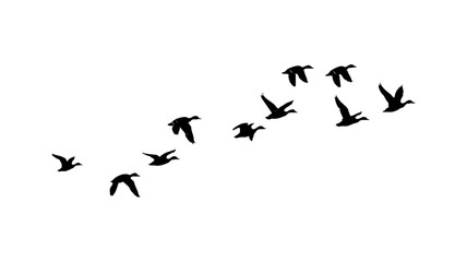 flock of ducks vector illustration. flock of ducks on a white background. flock of ducks illustration. © Ali