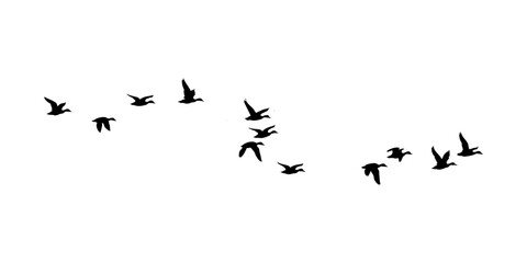 flock of ducks flying in the air, flock of flying ducks vector illustration. © Ali