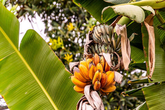 Musa silver bluggoe pertenece a la familia de Musaceae.