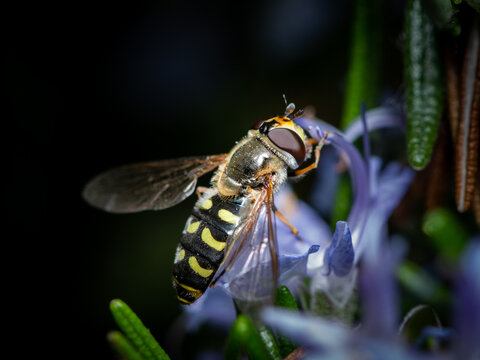Hoverfly Syrphus feeding on a violet rosemary flower in spring